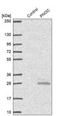 Anti-PNOC antibody produced in rabbit Prestige Antibodies&#174; Powered by Atlas Antibodies, affinity isolated antibody, buffered aqueous glycerol solution