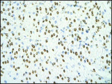 Anti-SFPQ antibody produced in rabbit IgG fraction of antiserum