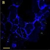 Anti-Actin, &#945;-Smooth Muscle - Cy3&#8482; antibody, Mouse monoclonal clone 1A4, purified from hybridoma cell culture