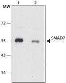 Anti-SMAD7 antibody produced in rabbit ~1.0&#160;mg/mL, affinity isolated antibody