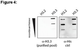 ChIPAb+ Histone H3.3 - ChIP Validated Antibody and Primer Set from rabbit, purified by affinity chromatography