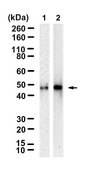 Anti-SIRT2 Antibody, clone 1D4 ZooMAb&#174; Rabbit Monoclonal recombinant, expressed in HEK 293 cells