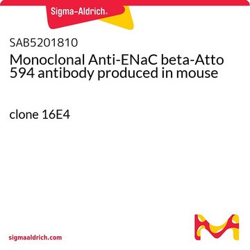 Monoclonal Anti-ENaC beta-Atto 594 antibody produced in mouse clone 16E4