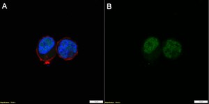 Anti-CUX1 Antibody, clone 1J18 ZooMAb&#174; Rabbit Monoclonal recombinant, expressed in HEK 293 cells