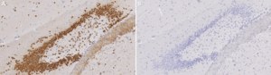 Anti-NeuN purified Antibody from guinea pig, purified by affinity chromatography