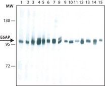 Anti-E6AP antibody, Mouse monoclonal clone E6AP-330, purified from hybridoma cell culture