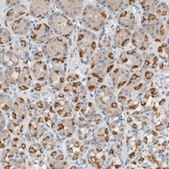 Anti-DUOX1 antibody produced in rabbit Prestige Antibodies&#174; Powered by Atlas Antibodies, affinity isolated antibody, buffered aqueous glycerol solution