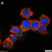 Anti-Apaf-1 Antibody, clone 1C7 ZooMAb&#174; Rabbit Monoclonal recombinant, expressed in HEK 293 cells