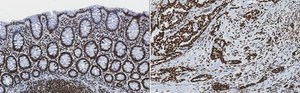 Anti-trimethyl-Histone H3 (Lys4) Antibody, clone MC315, rabbit monoclonal culture supernatant, clone MC315, Upstate&#174;