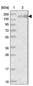 Anti-EEA1 antibody produced in rabbit Prestige Antibodies&#174; Powered by Atlas Antibodies, affinity isolated antibody, buffered aqueous glycerol solution