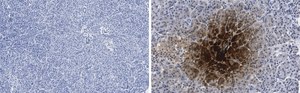 Anti-Pancreatic Polypeptide Antibody, clone 3H5, ZooMAb&#174; Rabbit Monoclonal recombinant, expressed in HEK 293 cells