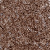 Monoclonal Anti-NEFM antibody produced in mouse Prestige Antibodies&#174; Powered by Atlas Antibodies, clone CL2678, purified immunoglobulin, buffered aqueous glycerol solution