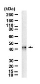 Anti-HLA-A Antibody, clone 2K7 ZooMAb&#174; Rabbit Monoclonal recombinant, expressed in HEK 293 cells