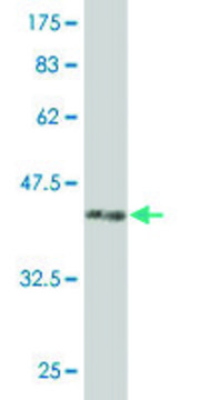 ANTI-PUM2 antibody produced in mouse clone 7C7, purified immunoglobulin, buffered aqueous solution