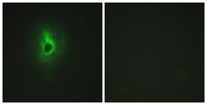 Anti-Collagen VI &#945;3 antibody produced in rabbit affinity isolated antibody