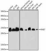 Anti-RAB7 antibody produced in rabbit
