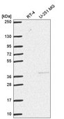 Anti-DNMT3L antibody produced in rabbit Prestige Antibodies&#174; Powered by Atlas Antibodies, affinity isolated antibody