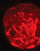 Anti-Stage-Specific Embryonic Antigen-1 Antibody, clone MC-480 clone MC-480, Chemicon&#174;, from mouse