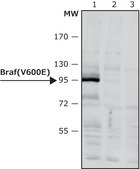 Anti-BRAF (V600E) antibody produced in rabbit affinity isolated antibody
