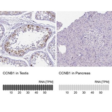 Anti-CCNB1 antibody produced in rabbit Prestige Antibodies® Powered by Atlas Antibodies, affinity isolated antibody
