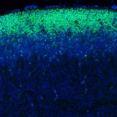 Monoclonal Anti-SOX2 antibody produced in mouse Prestige Antibodies&#174; Powered by Atlas Antibodies, clone CL4716, purified immunoglobulin
