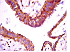 Anti-FOXO1 Antibody, clone 2H8.2 clone 2H8.2, from mouse