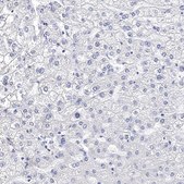 Anti-SYT12 antibody produced in rabbit Prestige Antibodies&#174; Powered by Atlas Antibodies, affinity isolated antibody, buffered aqueous glycerol solution