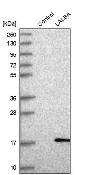 Anti-LALBA antibody produced in rabbit Prestige Antibodies® Powered by Atlas Antibodies, affinity isolated antibody
