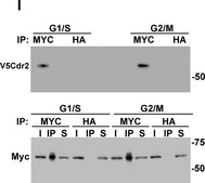 Anti-c-Myc antibody produced in rabbit ~0.5&#160;mg/mL, affinity isolated antibody, buffered aqueous solution