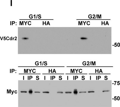 Anti-c-Myc antibody produced in rabbit ~0.5 mg/mL, affinity isolated antibody, buffered aqueous solution