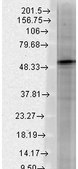 Monoclonal Anti-GABRB3 antibody produced in mouse clone S87-25, 1 mg/mL, purified immunoglobulin