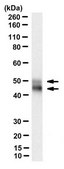 Anti-nonphospho-Ser9/21 GSK3β/α Antibody, clone 15C2 clone 15C2, from mouse