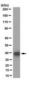 Anti-N-Myc Interactor Antibody, clone 16E9.2 clone 16E9.2, from mouse