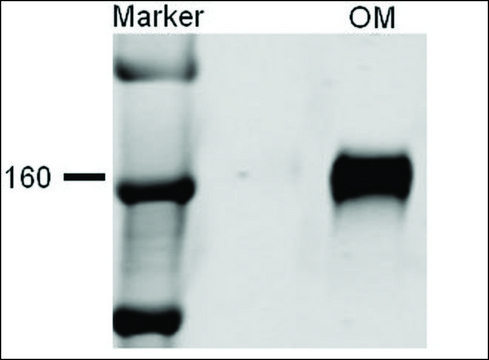Anti-SLC12A1 antibody produced in rabbit 1&#160;mg/mL, affinity isolated antibody