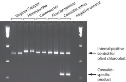 REDExtract-N-Amp&#8482; Plant PCR Kit sufficient for 100&#160;extractions, sufficient for 100&#160;amplifications