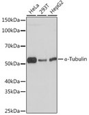 Anti-Cation-independent M6PR (IGF2R) Antibody, clone 4J4A3, Rabbit Monoclonal