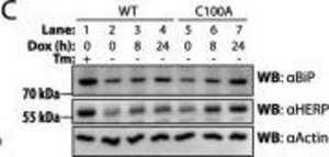 Anti-GRP78/BiP (GL-19) antibody produced in rabbit IgG fraction of antiserum, buffered aqueous solution