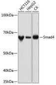 [KO Validated]Anti-Smad4 Antibody, clone 1H7D3, Rabbit Monoclonal