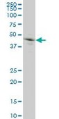 Monoclonal Anti-GRN antibody produced in mouse clone 1F5, purified immunoglobulin, buffered aqueous solution