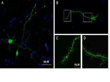 Milli-Mark® FluoroPan Neuronal Marker - Alexa488 conjugated Milli-Mark FluoroPan Neuronal Marker -Alexa488 conjugated is an antibody targeting the FluoroPan Neuronal Marker protein, validated for use in ICC &amp; IF.