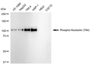 Anti-phospho-Nucleolin (Thr84) Antibody, clone 24GB130, Rabbit Monoclonal clone 24GB130, recombinant rabbit monoclonal, expressed in HEK293 cells