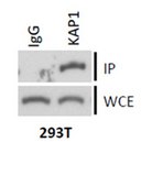 Anti-KAP-1/TRIM28 Antibody serum, from rabbit