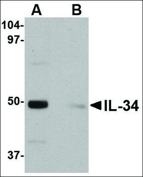 Anti-IL-34 (ab2) antibody produced in rabbit affinity isolated antibody, buffered aqueous solution