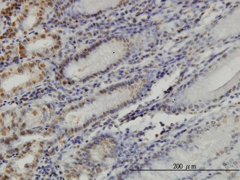 ANTI-YY1 antibody produced in mouse clone 2C5, purified immunoglobulin, buffered aqueous solution