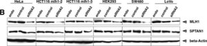 Anti-Spectrin alpha chain (nonerythroid) Antibody, clone AA6 clone AA6, Chemicon&#174;, from mouse