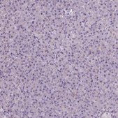 Anti-NCAN antibody produced in rabbit Prestige Antibodies&#174; Powered by Atlas Antibodies, affinity isolated antibody, buffered aqueous glycerol solution