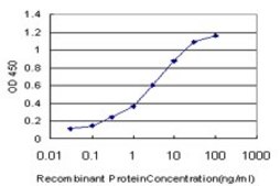 Monoclonal Anti-RORB antibody produced in mouse clone 1D1, purified immunoglobulin, buffered aqueous solution