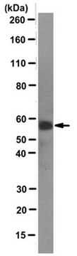 Anti-N-Myc Antibody, clone NCM II 100 clone NCM II 100, from mouse