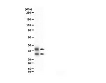 Anti-PDH serum, from rabbit