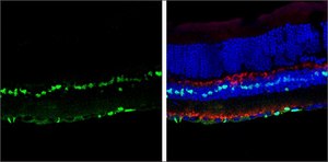 Anti-SOX2 antibody produced in rabbit